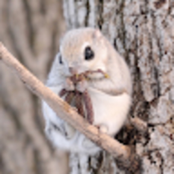 Meet your Posher, 다람쥐 - Picture 1 of 1